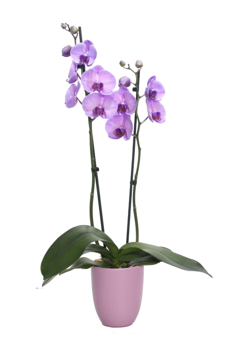 <h4>Hugo Lavender Phal I Am Purple Heart 2T14+</h4>