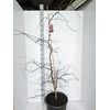 Acer palmatum Inaba-shidare