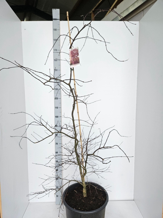 Acer palmatum Inaba-shidare