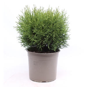 Thuja Occ Tiny Tim