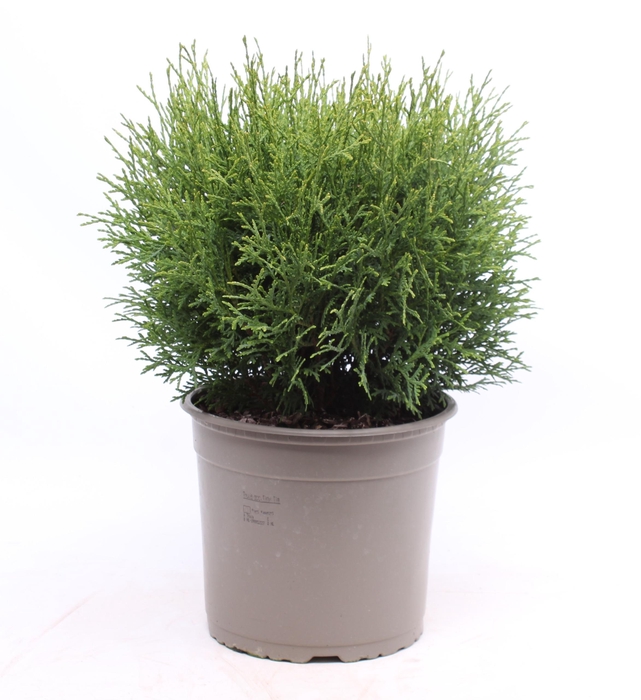 <h4>Thuja Occ Tiny Tim</h4>