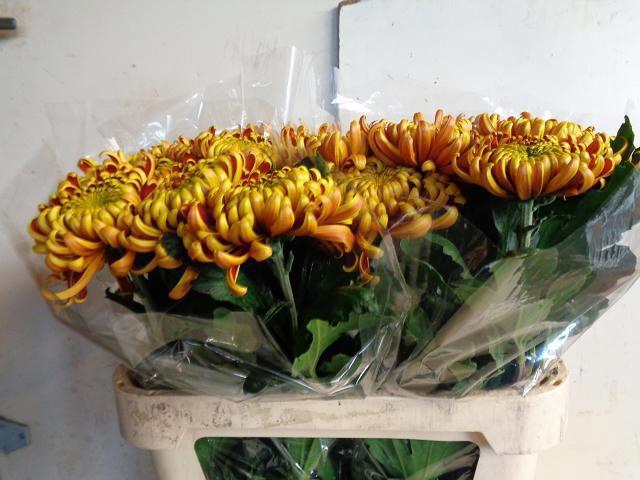 <h4>CHR G FUEGO</h4>