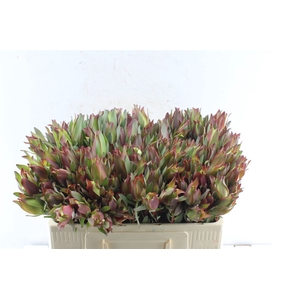 Leucad High Light Spray