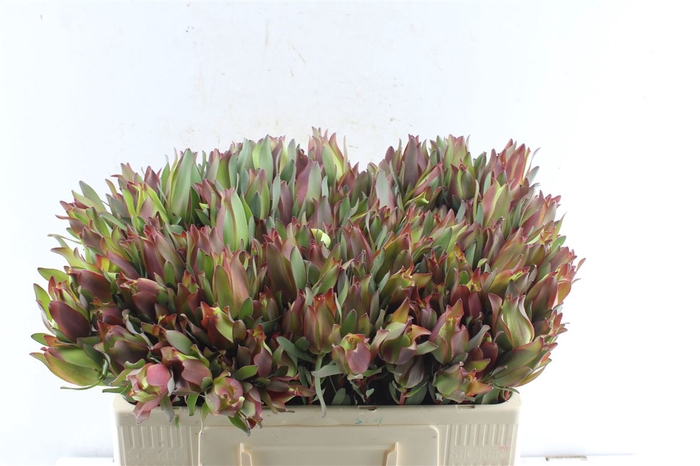 <h4>Leucad High Light Spray</h4>