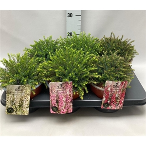 Erica Darleyensis 'Mix' C2 Tray
