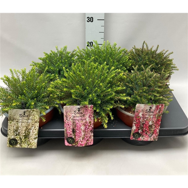 <h4>Erica Darleyensis 'Mix' C2 Tray</h4>
