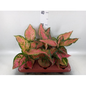 Aglaonema   ...
