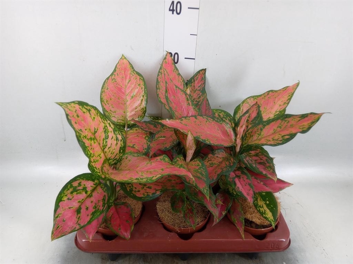 <h4>Aglaonema   ...</h4>
