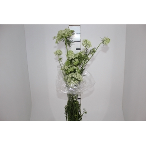 FLOR DE CENOURA