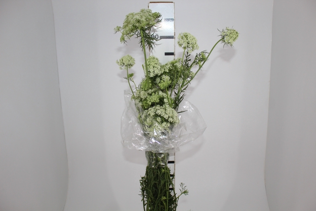 FLOR DE CENOURA