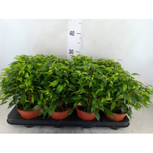 Ficus benja. 'Green Kinky'