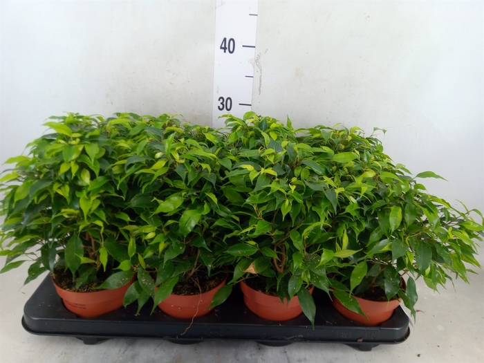 <h4>Ficus benja. 'Green Kinky'</h4>