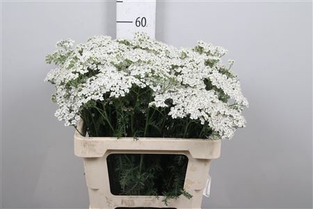 <h4>Achil M White Beauty</h4>