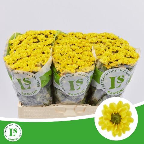 <h4>Chr S Rossi Sunny</h4>