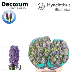 HYAC BLUE STAR