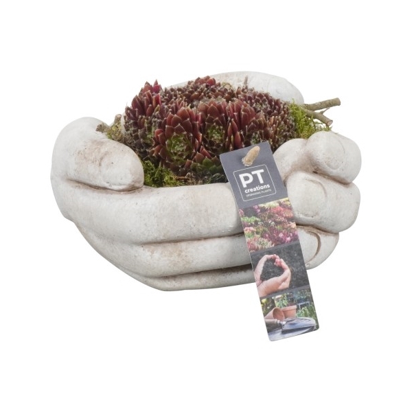 <h4>PTS2825 Arrangement Sempervivum in beton pot</h4>
