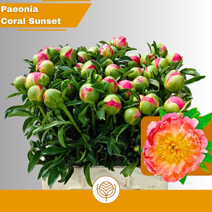 <h4>PAEO CORAL SUNSET</h4>