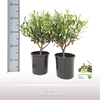 Olea Struik TC Pot + Schotel