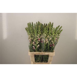 Antirrhinum It. Appleblossom