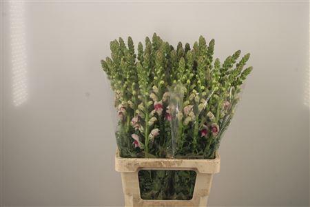 <h4>Antirrhinum It. Appleblossom</h4>