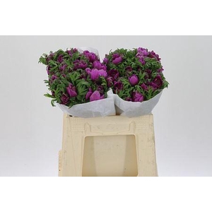 Anem Co Levante Orchid