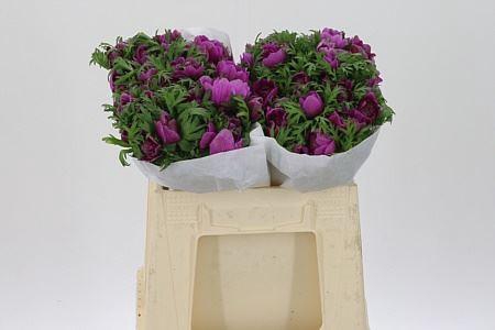 <h4>Anem Co Levante Orchid</h4>