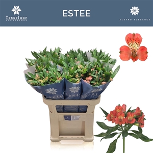 Alstroemeria Estee 50gr