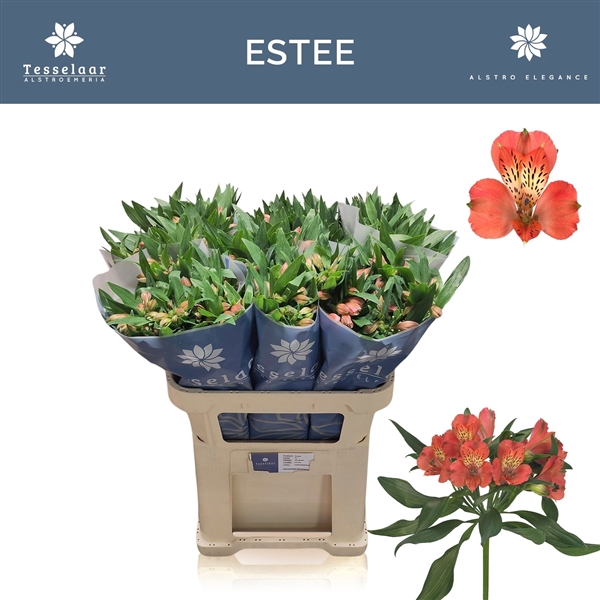 <h4>Alstroemeria Estee 50gr</h4>