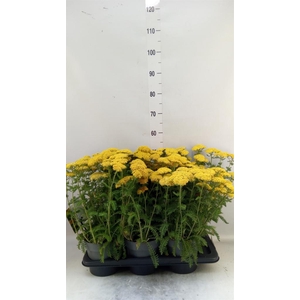 Achillea millef.