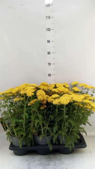 <h4>Achillea millef.</h4>