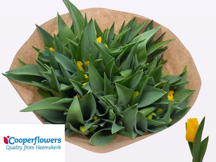 <h4>TU FR SUN FRILLZZ</h4>