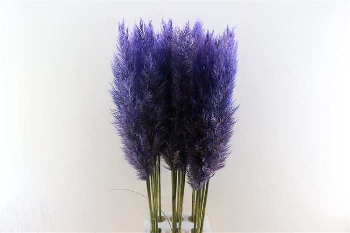 <h4>Cortaderia Opgetrokken Lavendel Stem</h4>