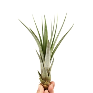 Tillandsia faciculata
