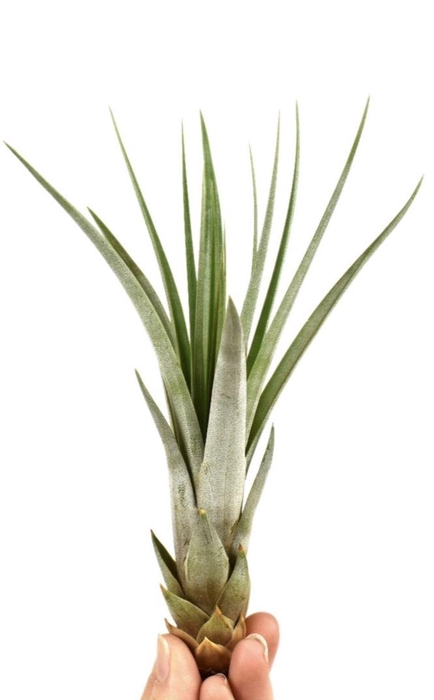 <h4>Tillandsia faciculata</h4>