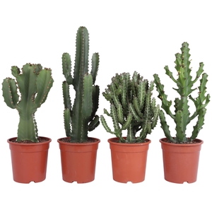 Euphorbia mix 21 cm