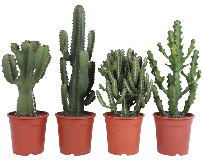 <h4>Euphorbia mix 21 cm</h4>