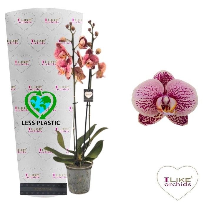 <h4>Phalaenopsis Berger - 2 tak 60cm (Less Plastic)</h4>