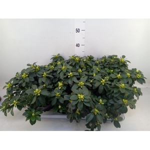 Rhododendron sim.   ...