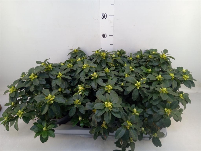 <h4>Rhododendron sim.   ...</h4>