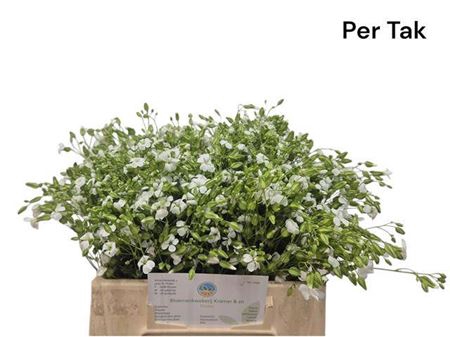 <h4>Saponaria White</h4>