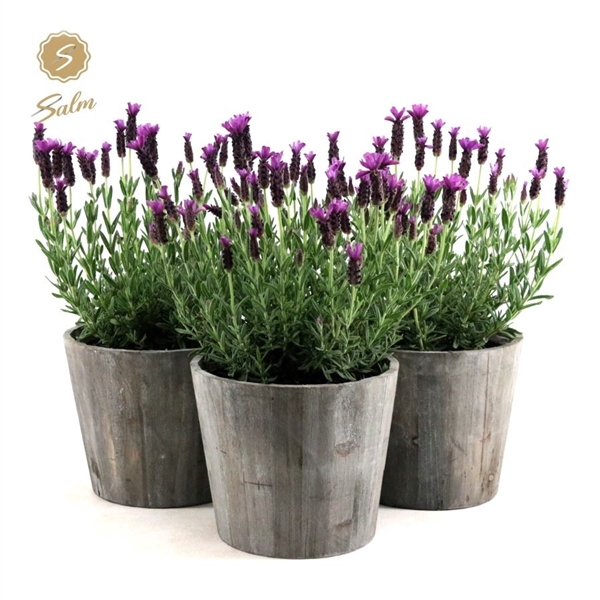 <h4>Lavandula st. 'Anouk'® Collection P19 in Wood</h4>