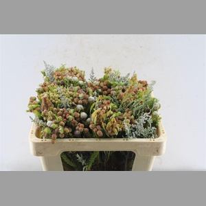 Kaaps Groen Gemengd In Bos