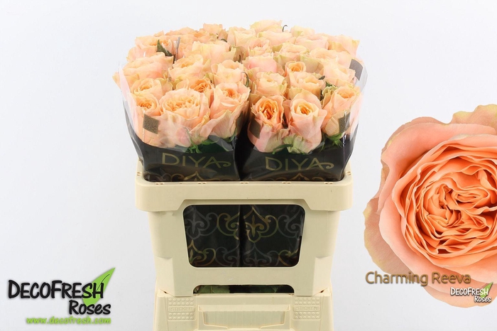 <h4>R Gr Charming Reeva</h4>