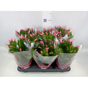 Schlumbergera   ...