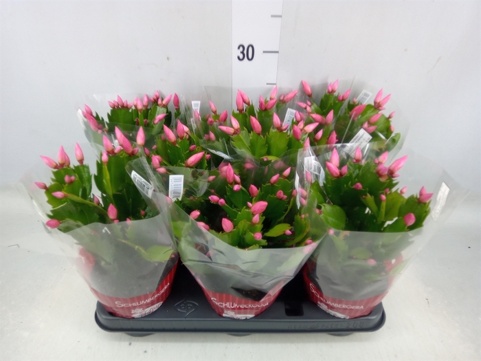 <h4>Schlumbergera   ...</h4>