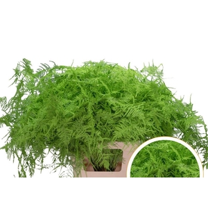 Asparagus Ex Veren Groen appel x50
