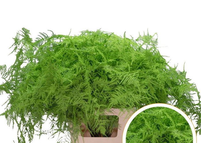<h4>Asparagus Ex Veren Groen appel x50</h4>
