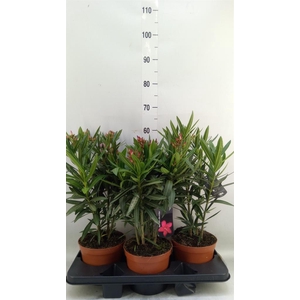 Nerium oleander   ...