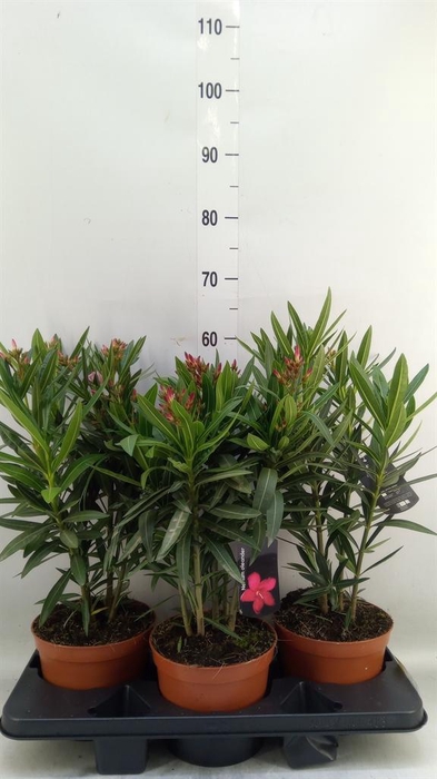 <h4>Nerium oleander   ...</h4>