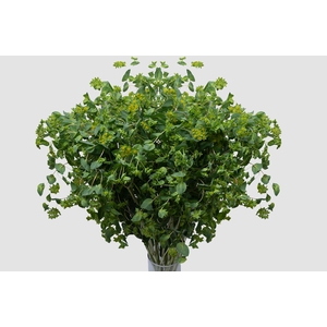 Bupleurum Griffithii